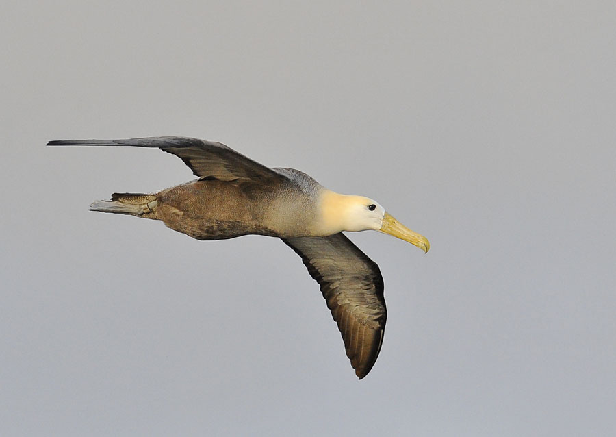 waved albatross flight band _DSC9105.jpg