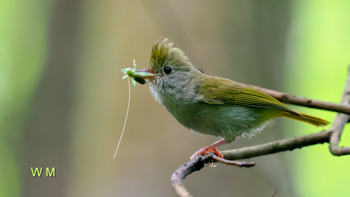 White-belliedYuhina1.jpg