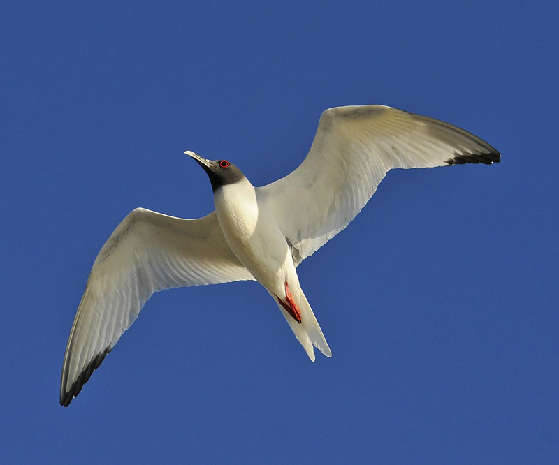 swallow tailed gull flight_DSC8499.jpg
