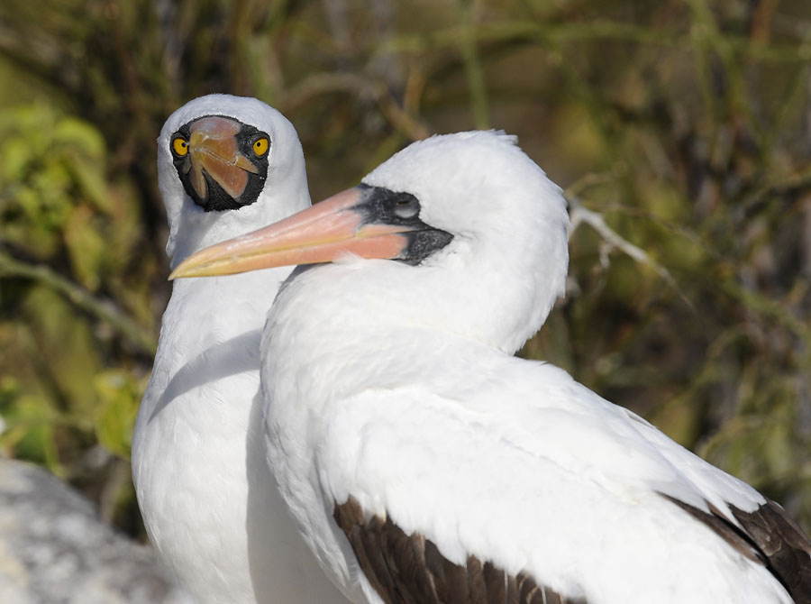 nazca booby pair_DSC8590.jpg