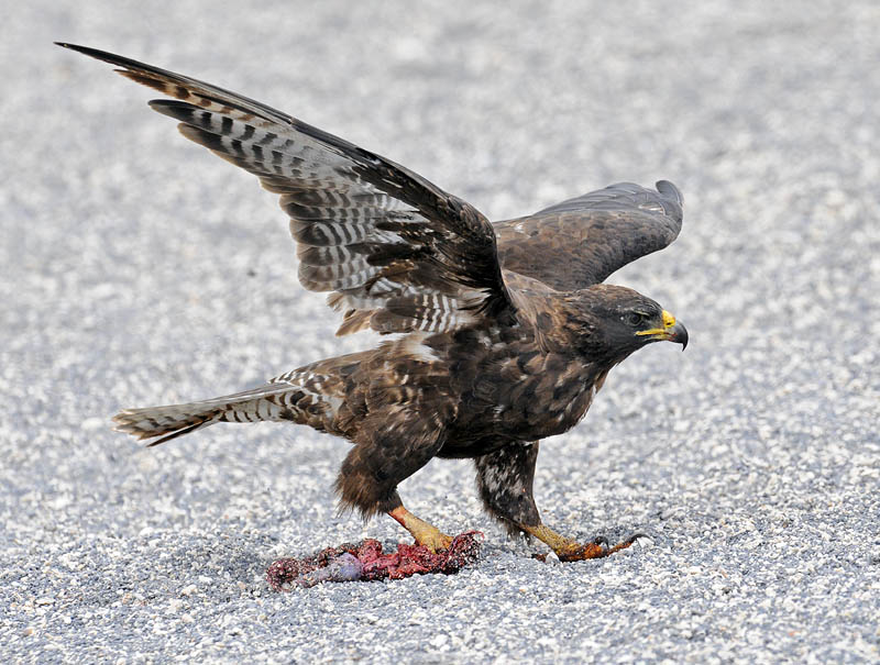 galapagos hawk placenta_DSC5768.jpg