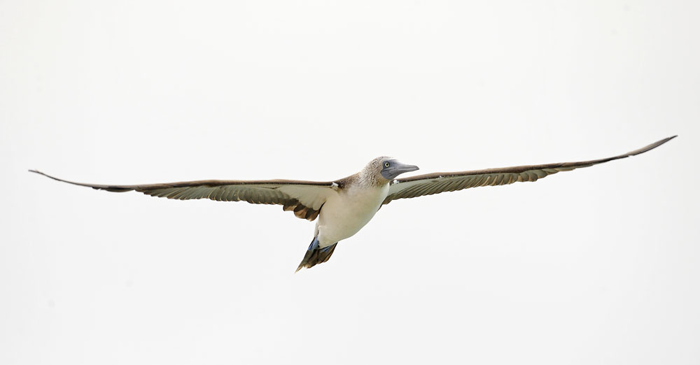 blue footed booby flight_DSC9197.jpg