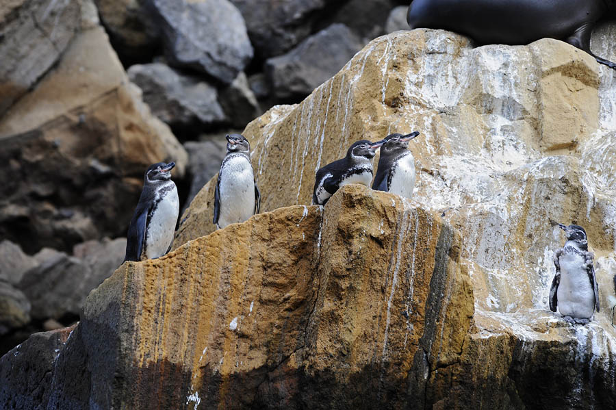 penguins_DSC5949.jpg