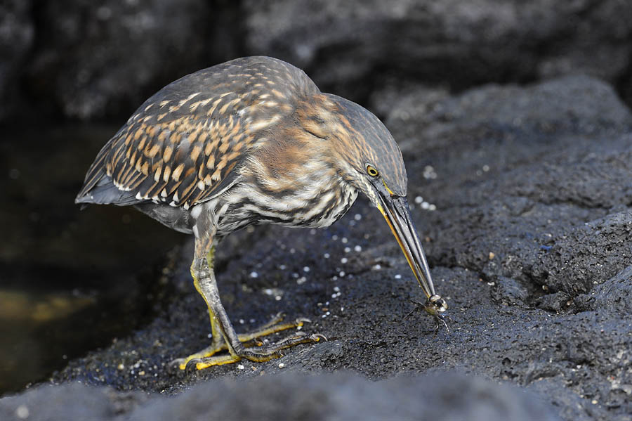 lava heron juv crab_DSC9847.jpg