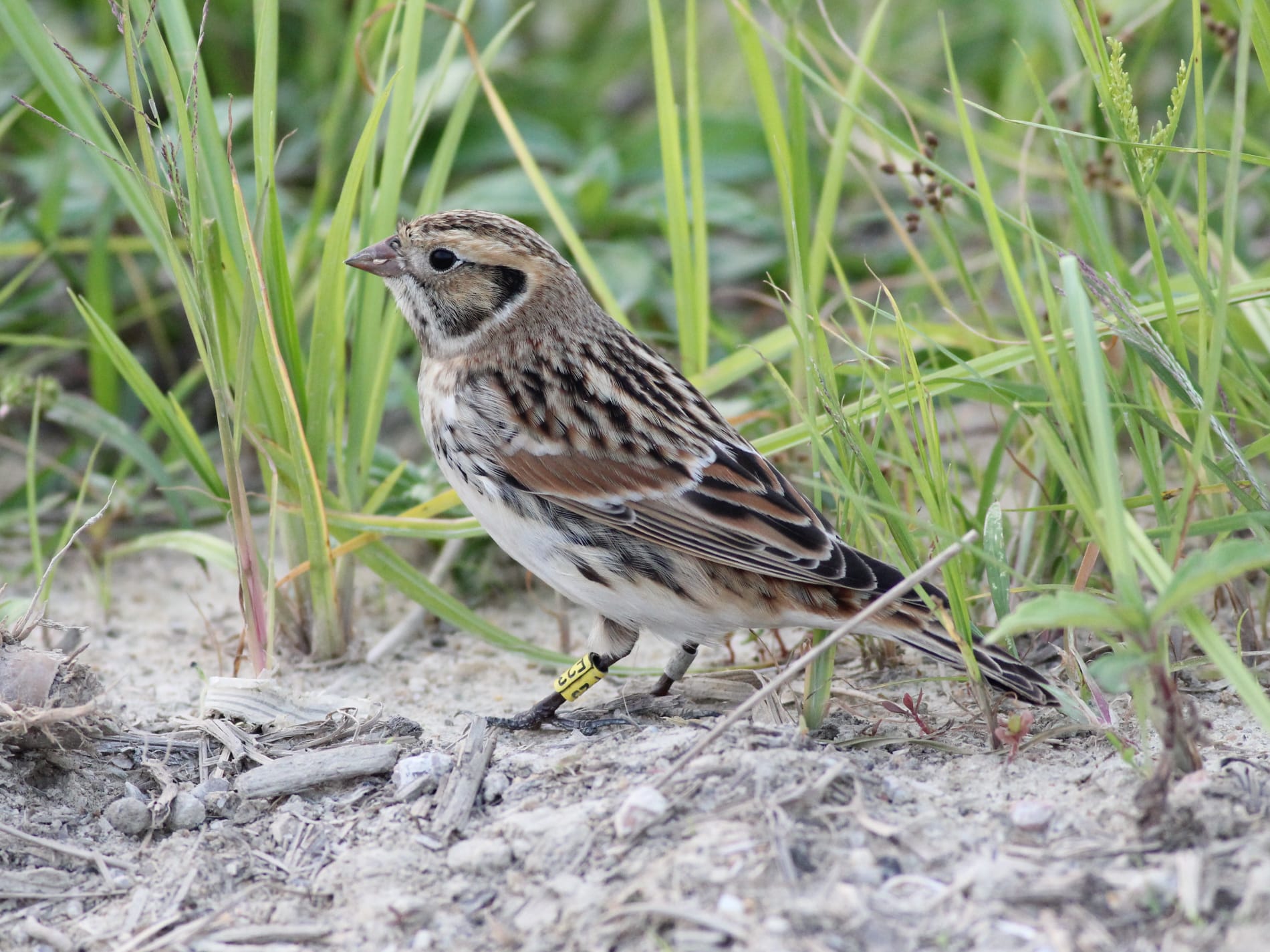 IMG-20211030Lapland Longspur.jpg