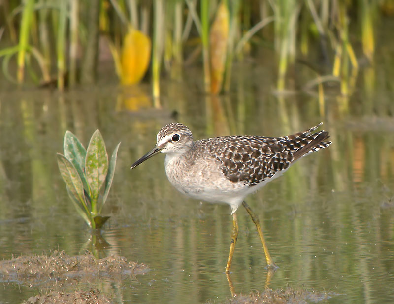 wood sandpiper nw DSCN1323.jpg