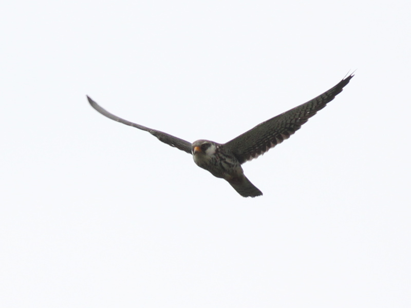 03977 Amur Falcon 211101b.JPG