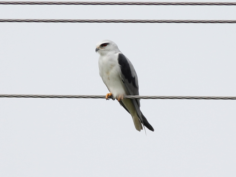 00948 Black-winged Kite 211101.JPG