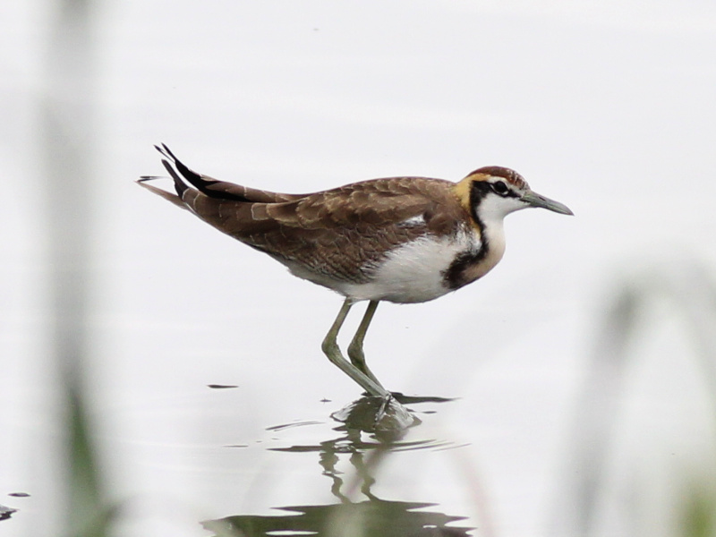 01555 Pheasant-tailed Jacana 211101.JPG