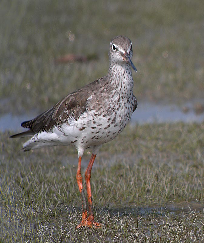 redshank DSCN1466.jpg