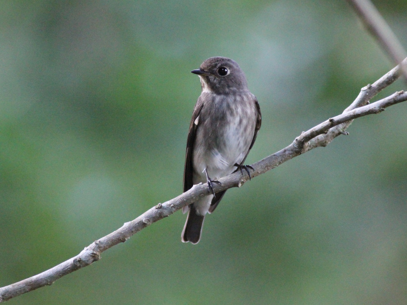 08878 Dark-sided Flycatcher 211105.JPG