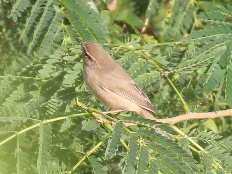 Warbler 1.JPG