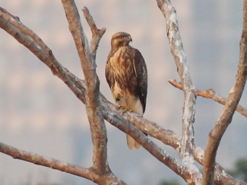 01191 Eastern Buzzard 211116b.JPG