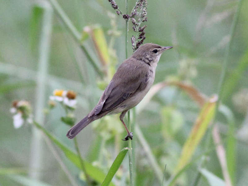 07638 Booted Warbler 211119.JPG