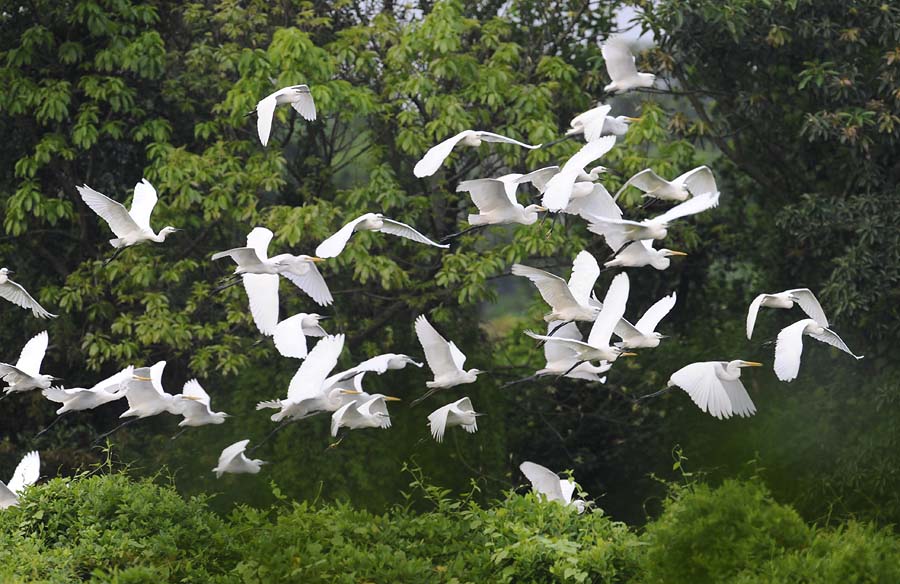 egrets flight _DSC9506.jpg