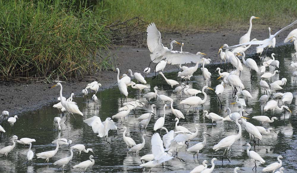 egrets flight _DSC9638.jpg