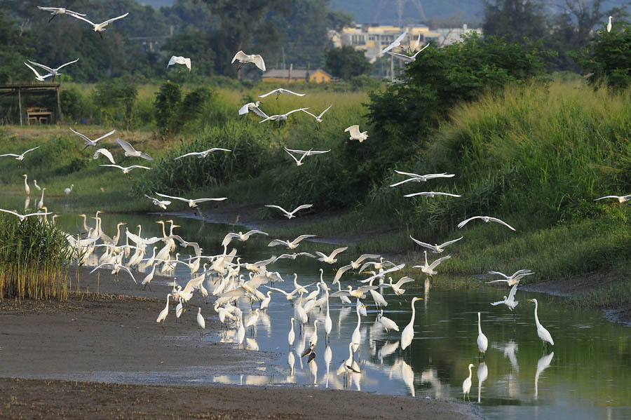 egrets herons_DSC1459.jpg