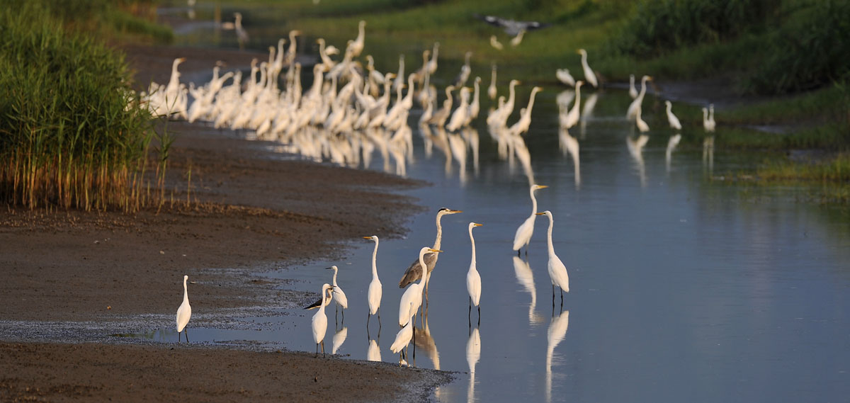 egrets herons_DSC1534.jpg