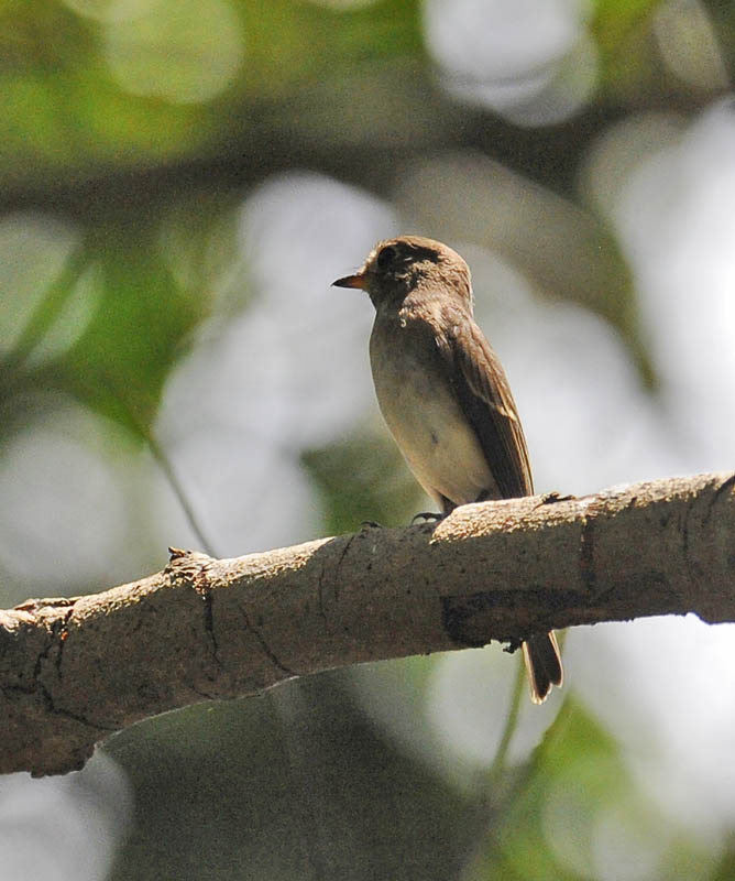 unknown flycatcher_DSC3323.jpg