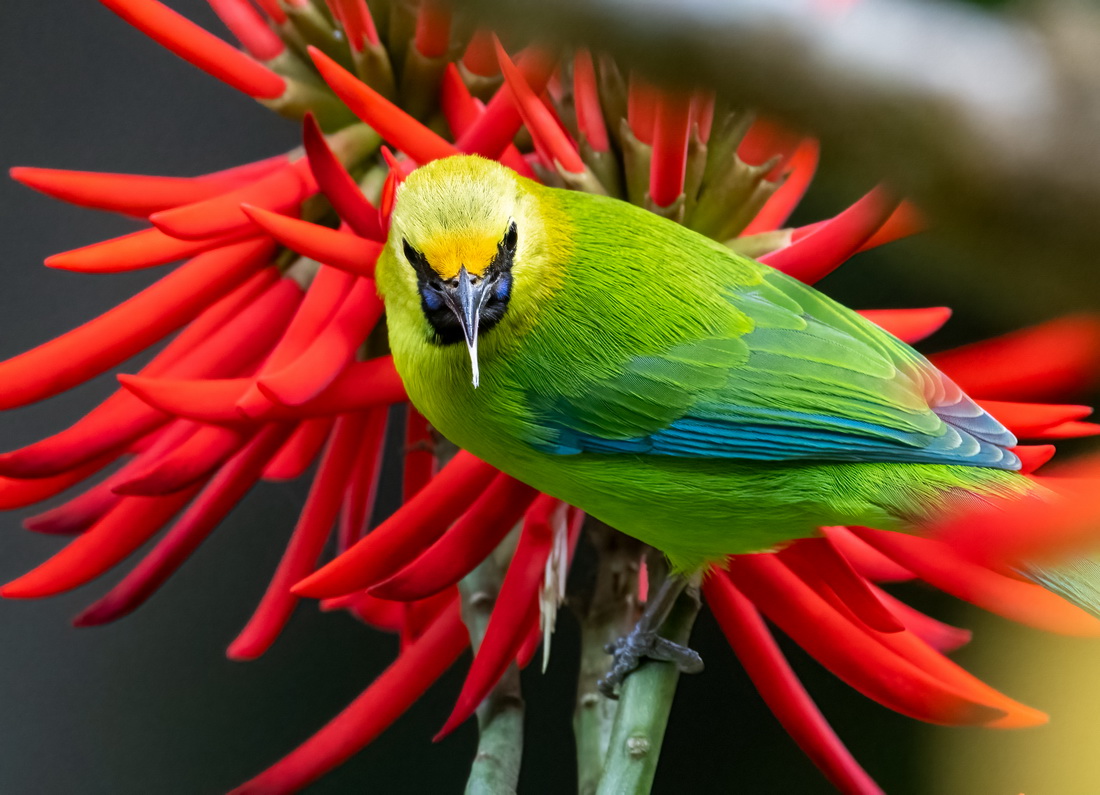 leafbird3.jpg