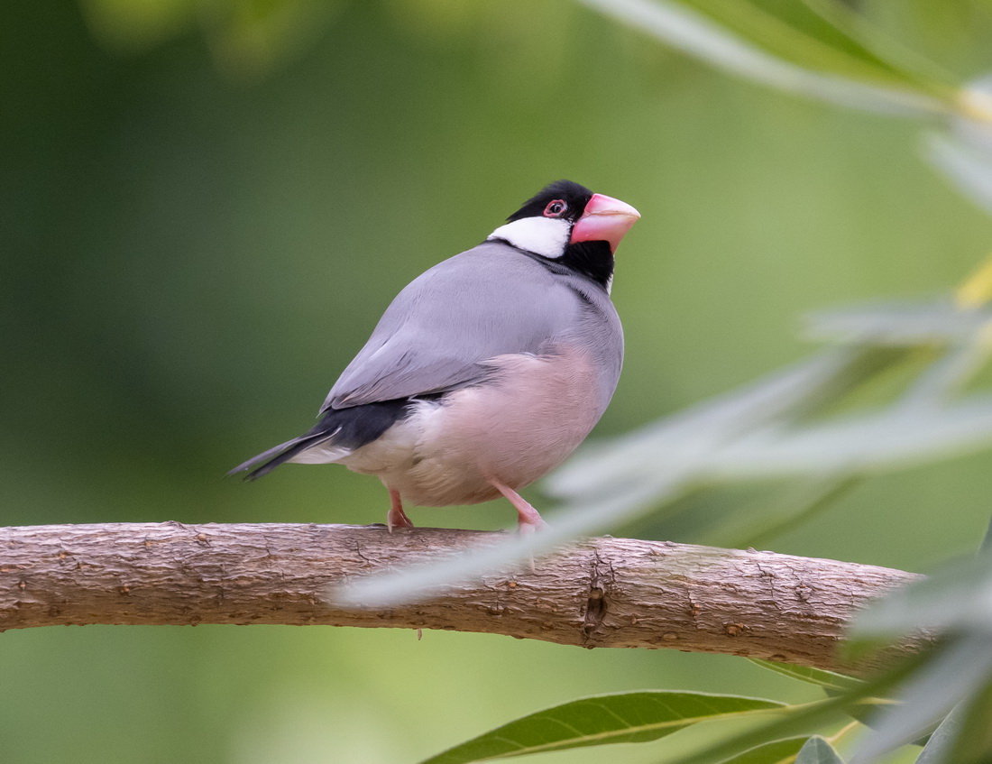 java sparrow3.jpg