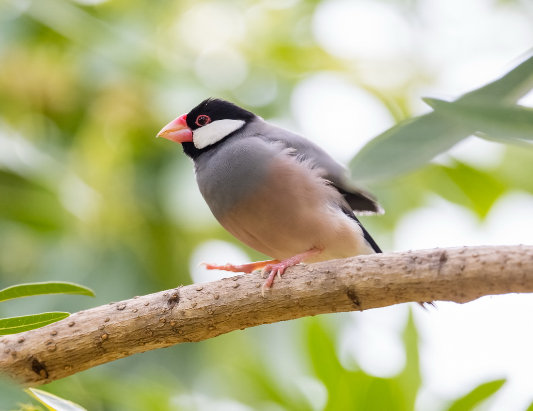 java sparrow4.jpg