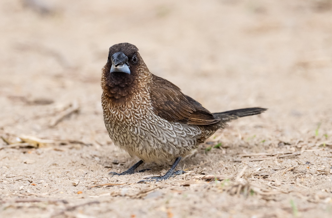 munia1.jpg