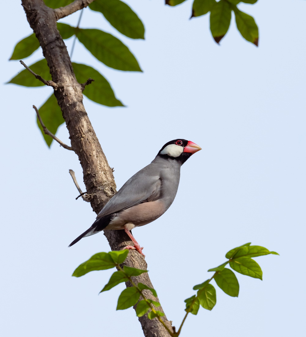 java sparrow6.jpg