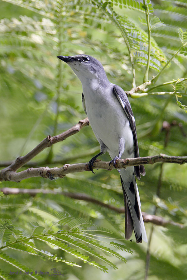 090913AshyMinivet-01.jpg