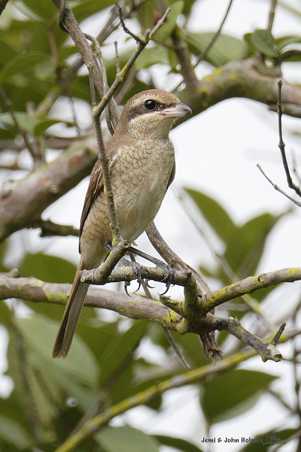 090913BrownShrike-01.jpg