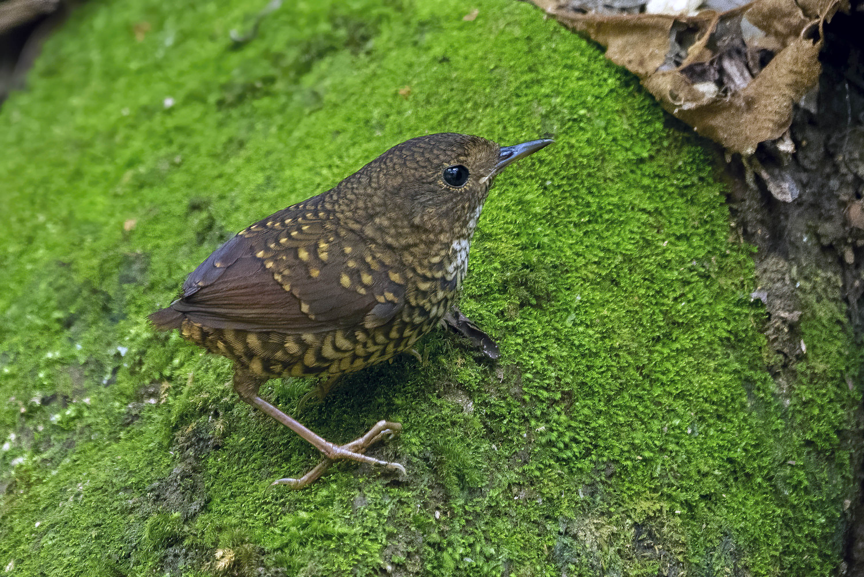 Pygmy Wren Babbler DSC02814 D-raw+S.jpg