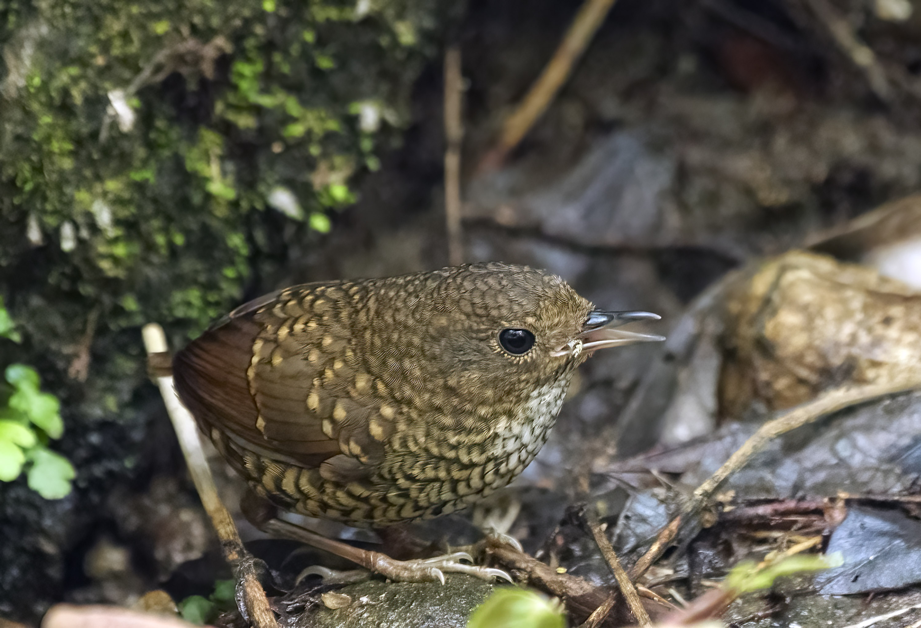 Pygmy Wren Babbler DSC03112 D+S.jpg