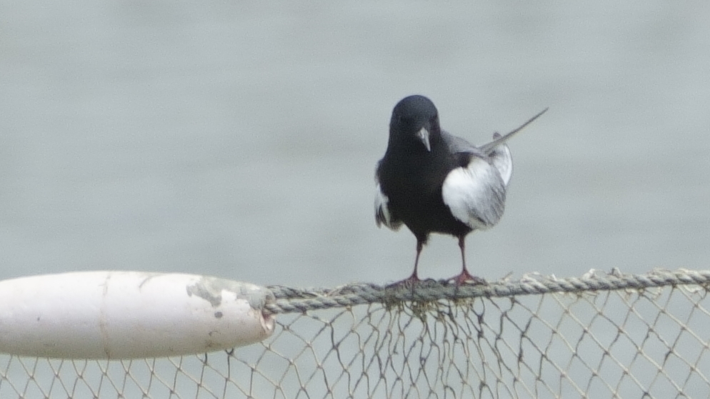 Black tern A7400479.JPG