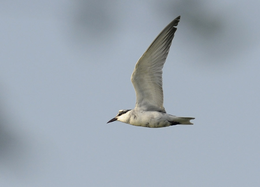 unknown tern_DSC4849.jpg