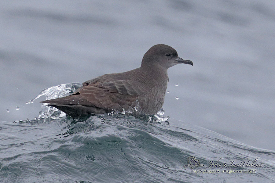 STShearwater_220430_J_A3-04.jpg