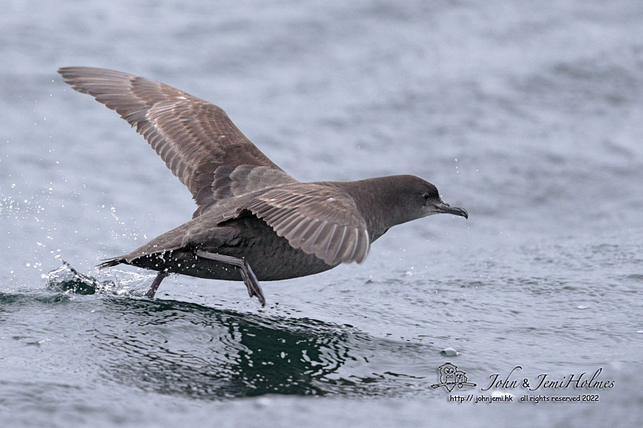 STShearwater_220430_J_A3-06.jpg