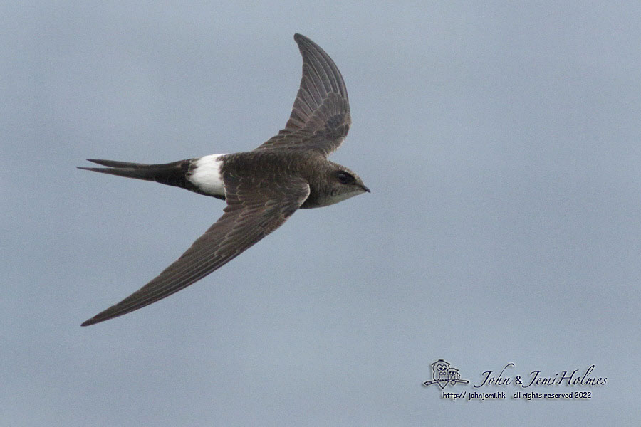 Pacific-Swift_9120223.jpg