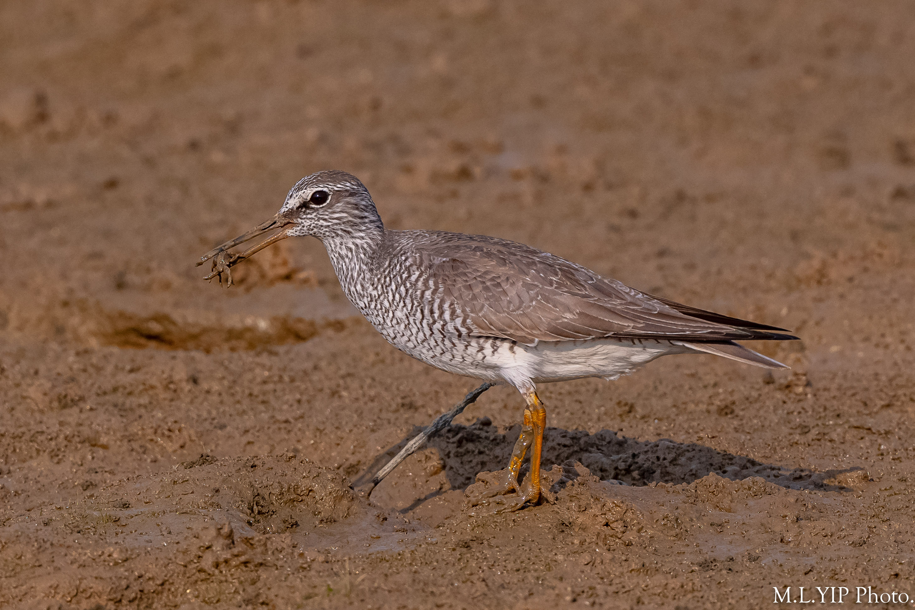 ADF_7220.jpg