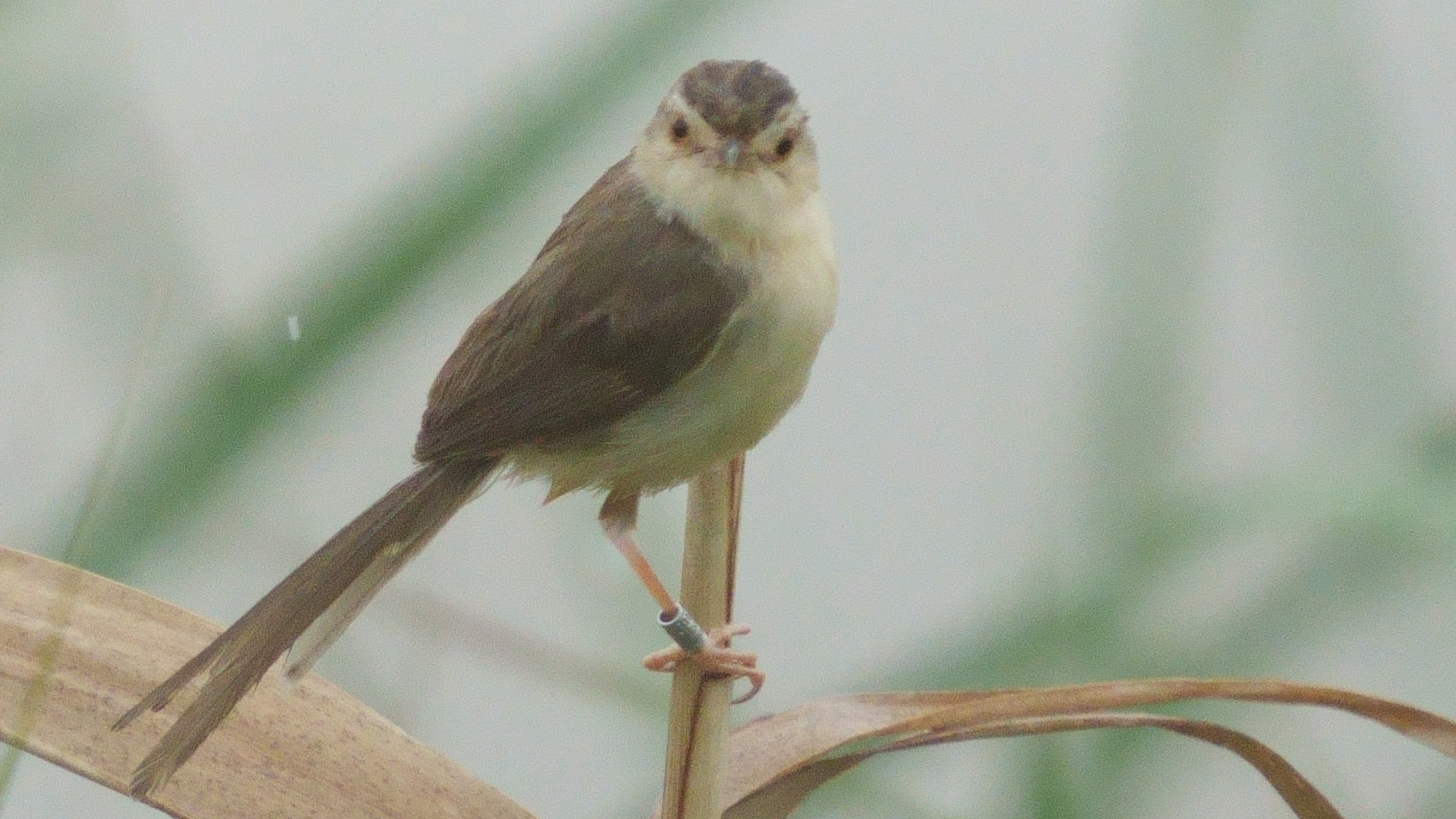 褐頭鷦鶯 Plain Prinia (RINGED)A7403225.JPG