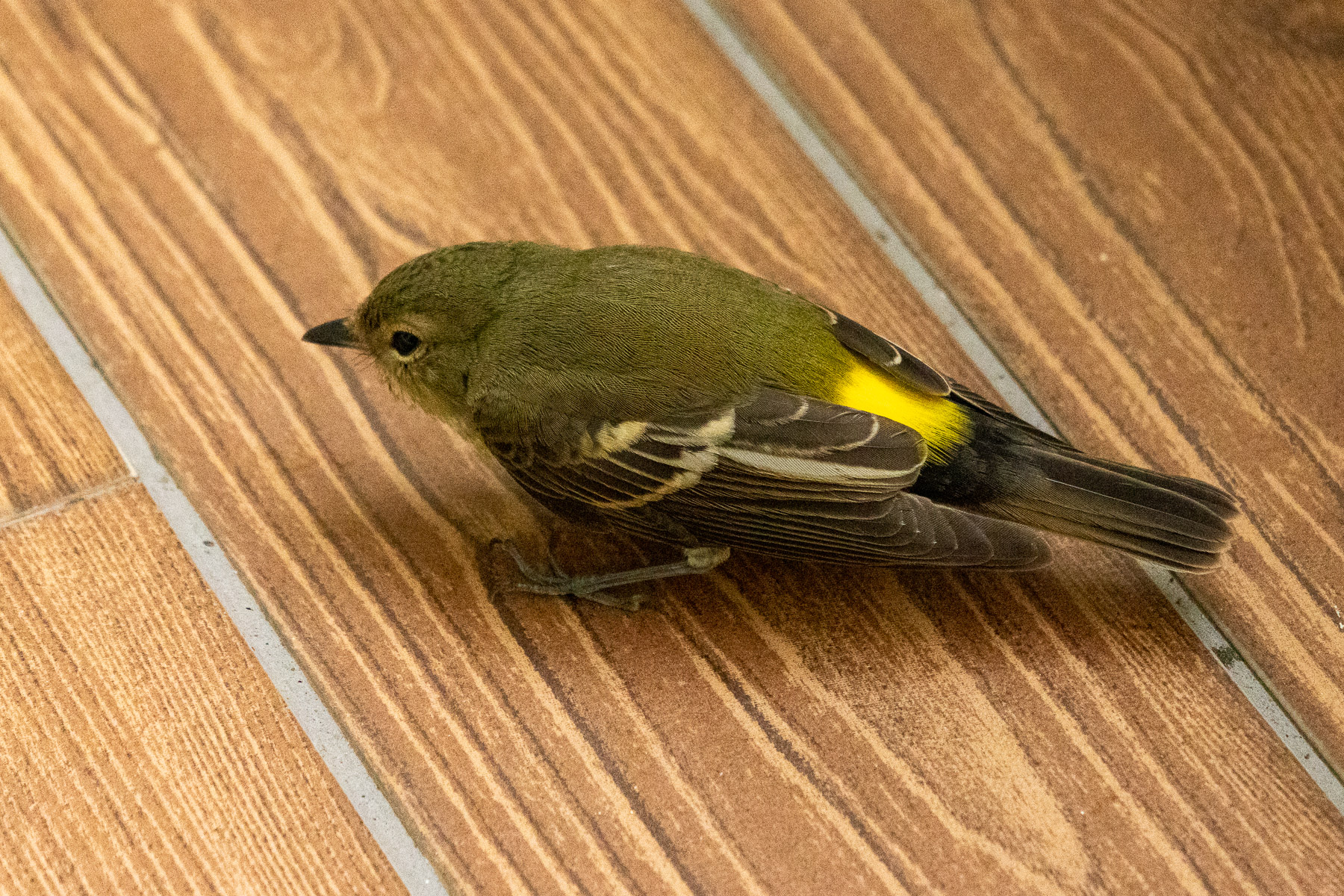 Yellow-rumped Flycatcher 2.jpg