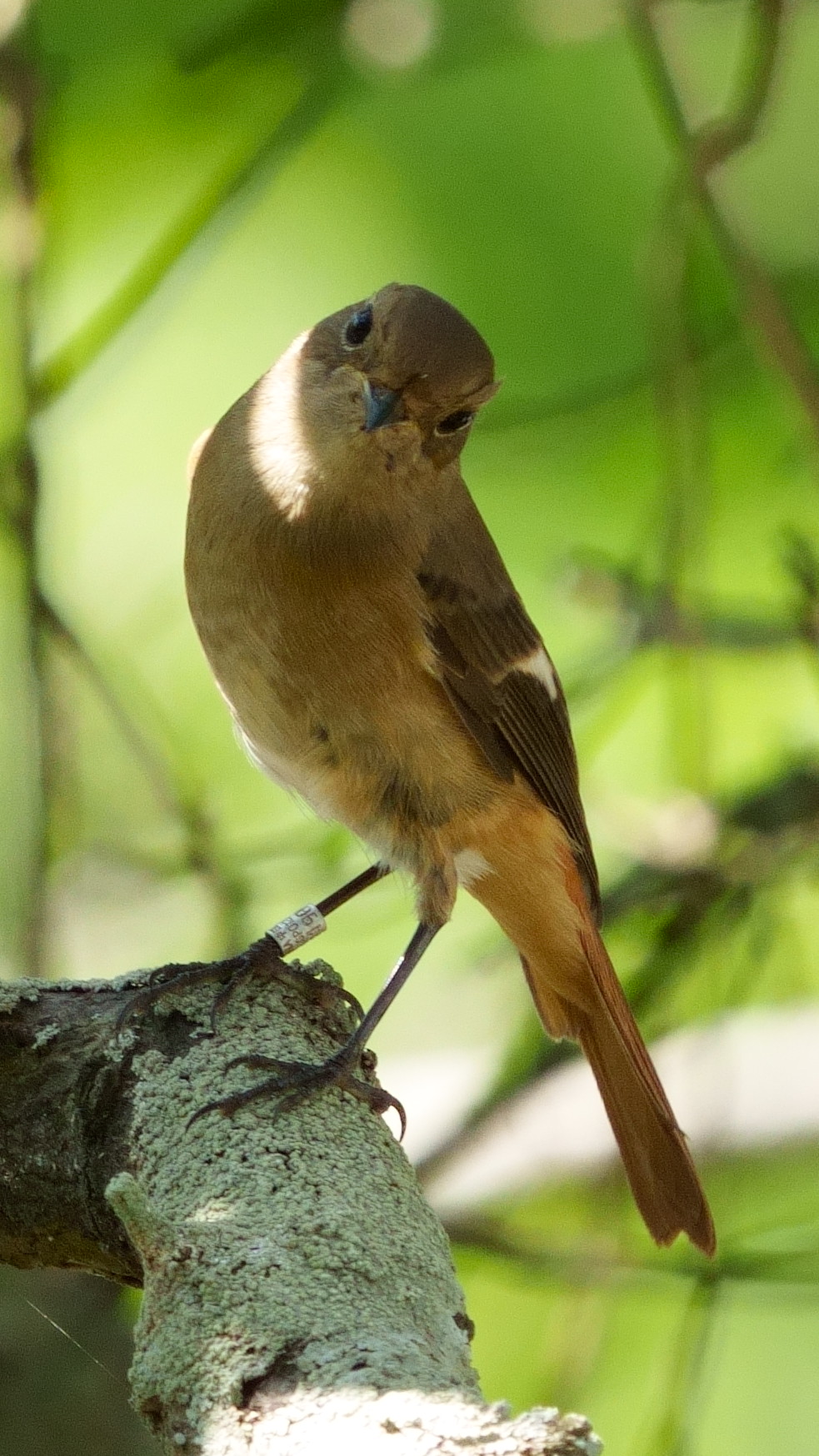 Rringed 鴝 北紅尾鴝 Daurian Redstart A7406801.JPG