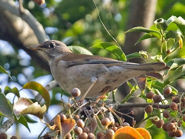 Pale-Thrush.jpg