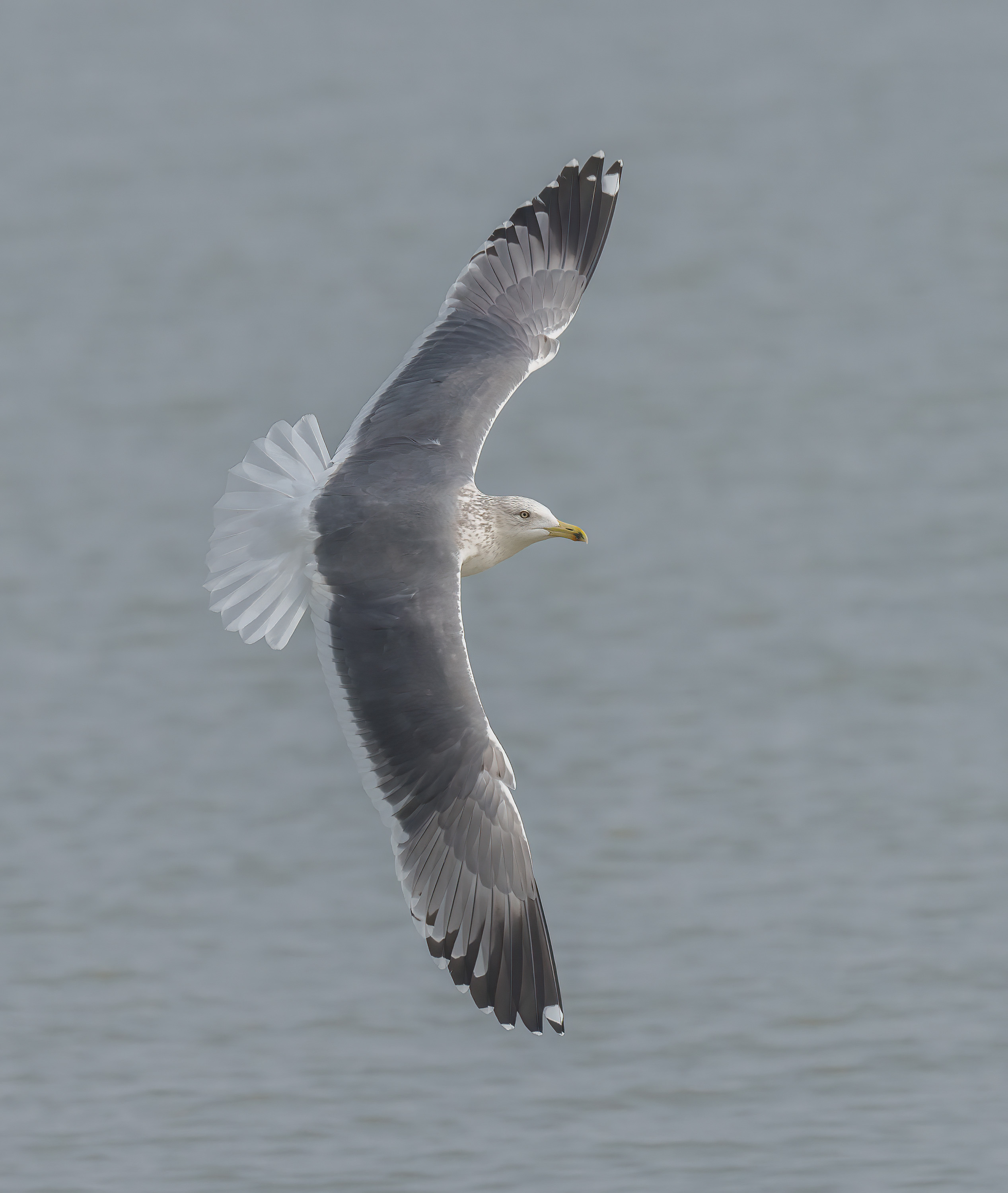 Lesser Black-backed Gull DSC00406 D.jpg