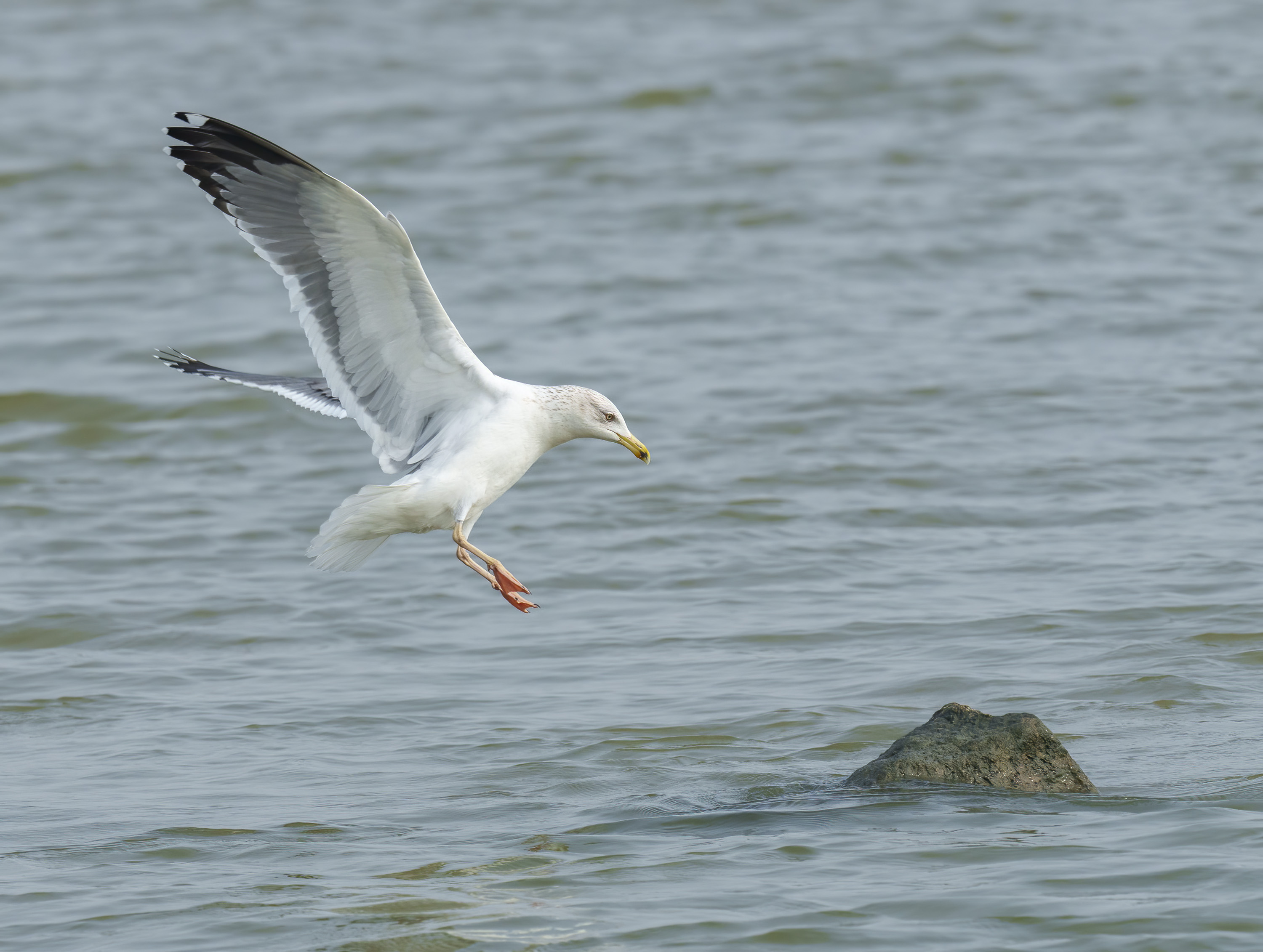 Lesser Black-backed Gull DSC00426 D.jpg