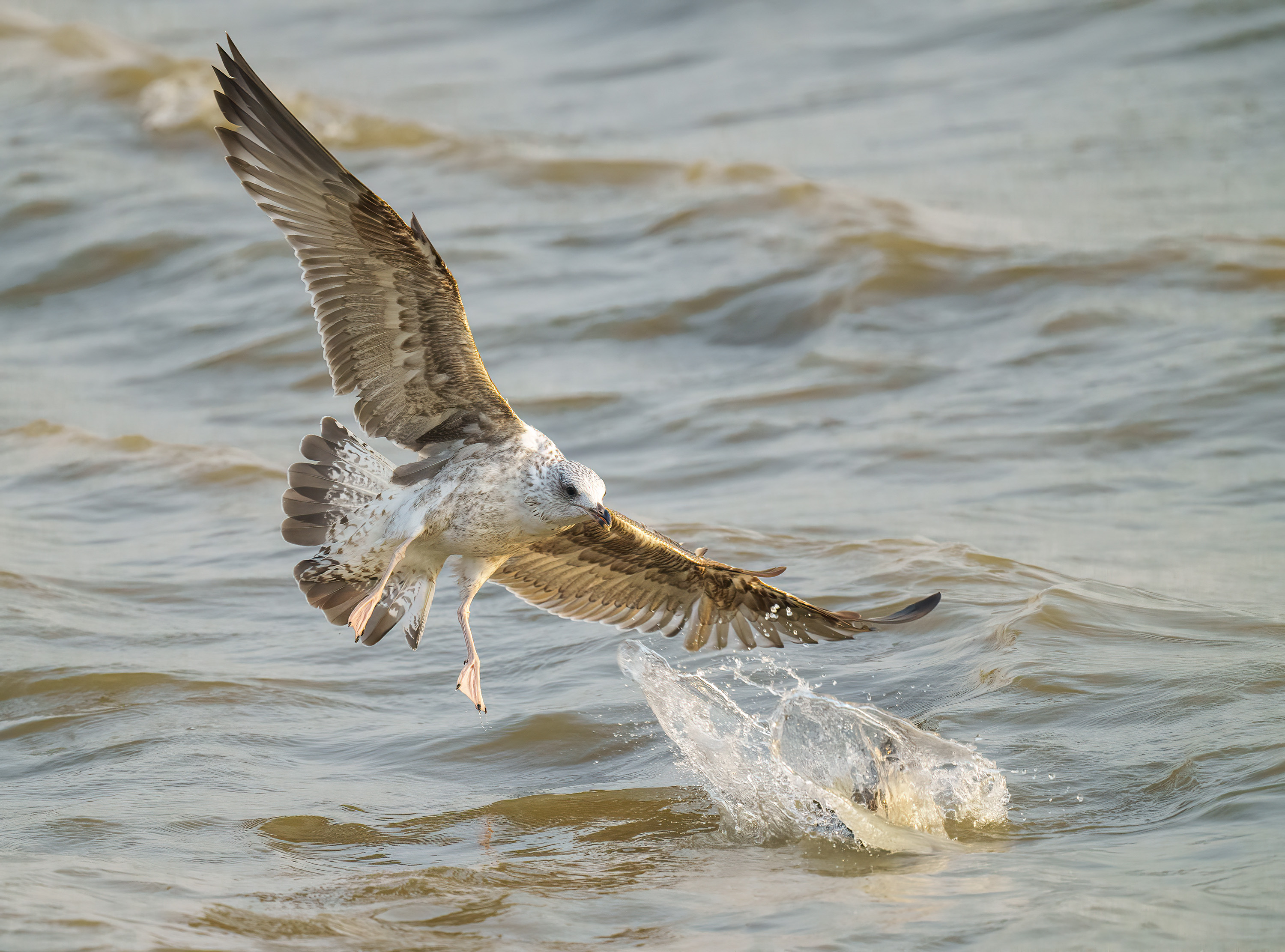 Vega Gull (1st winter) DSC01483 D.jpg