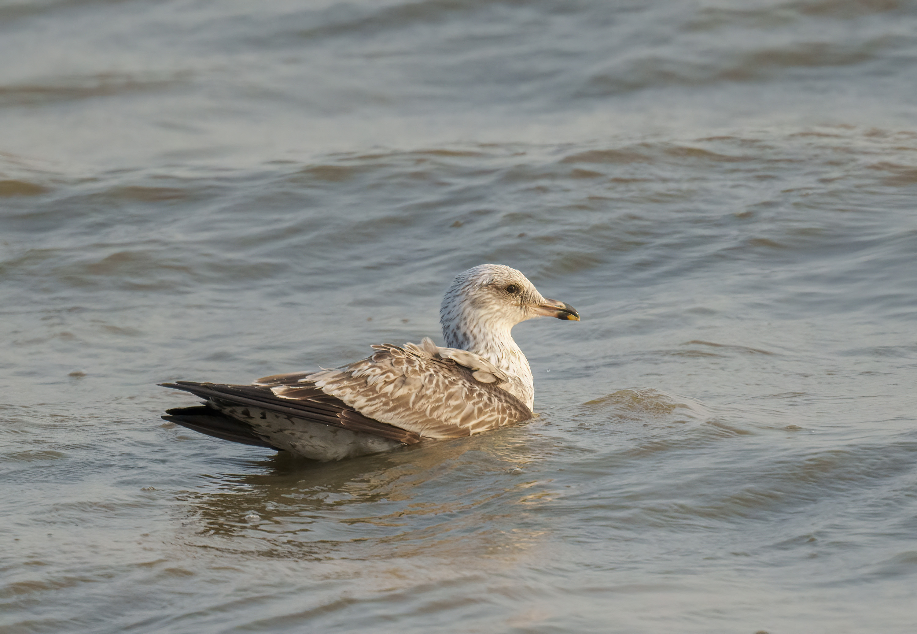 Vega Gull (1st winter) DSC01068 D.jpg