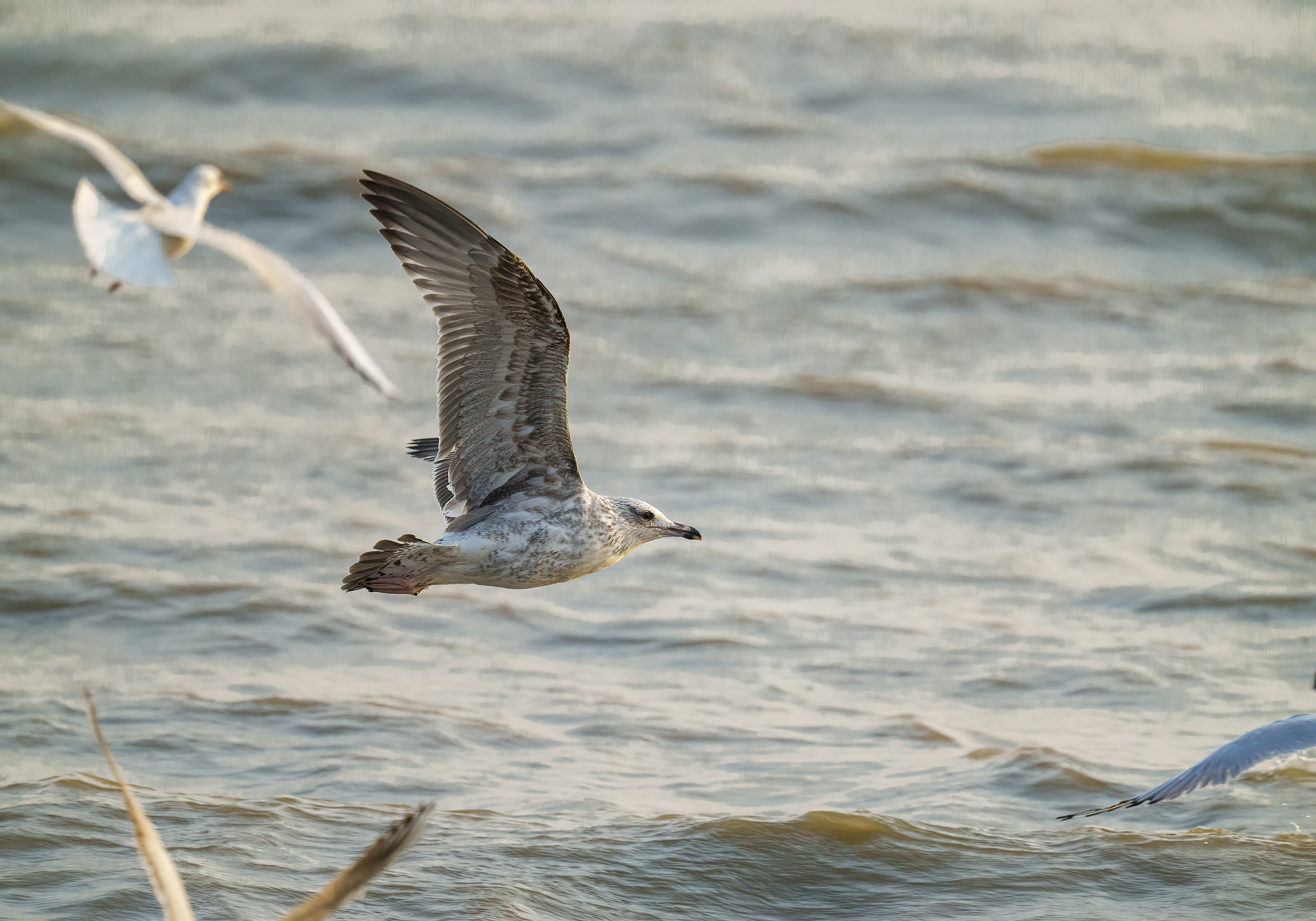 Vega Gull (1st winter) DSC01448 D.jpg