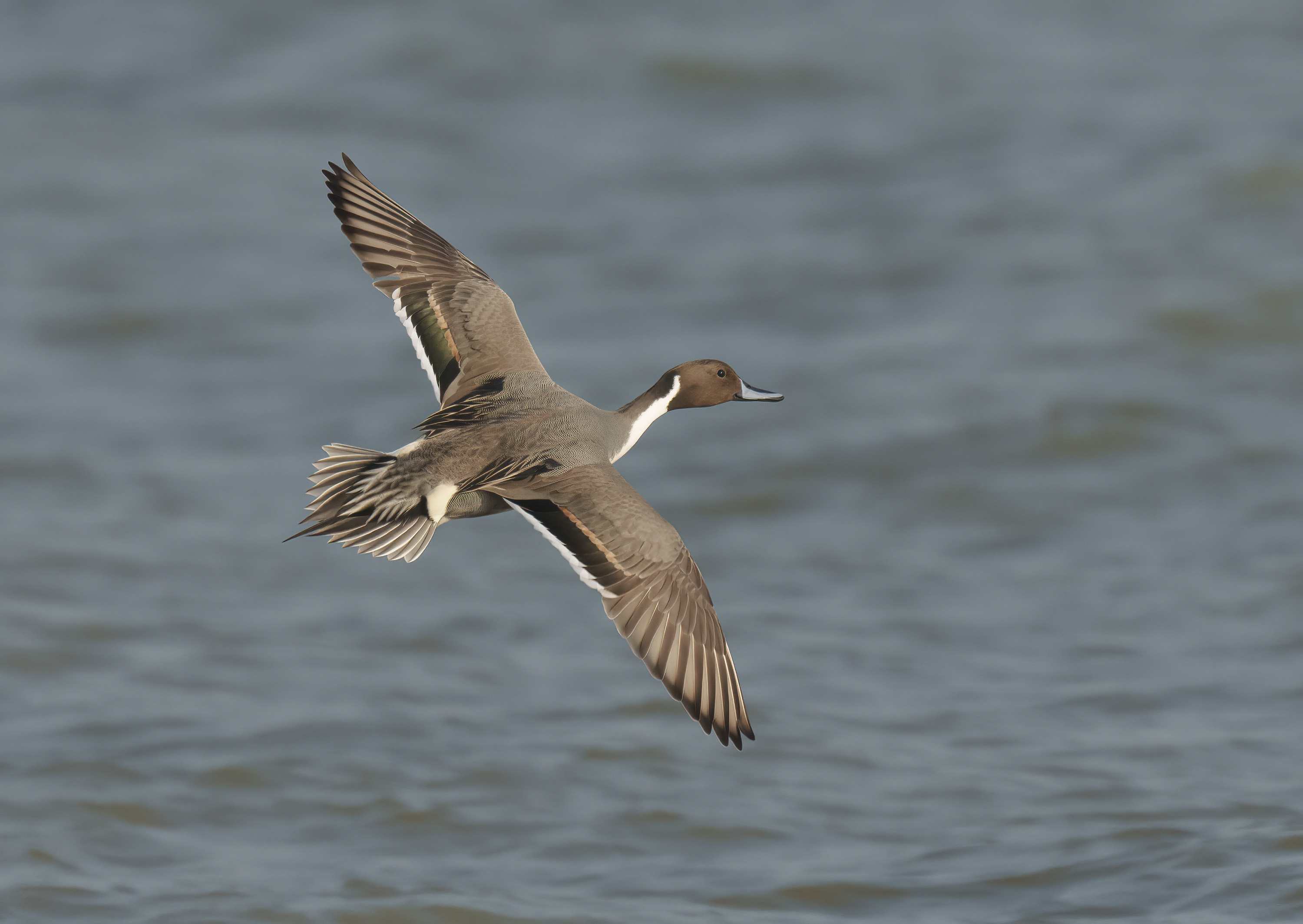 Northern Pintail DSC03654 D.jpg