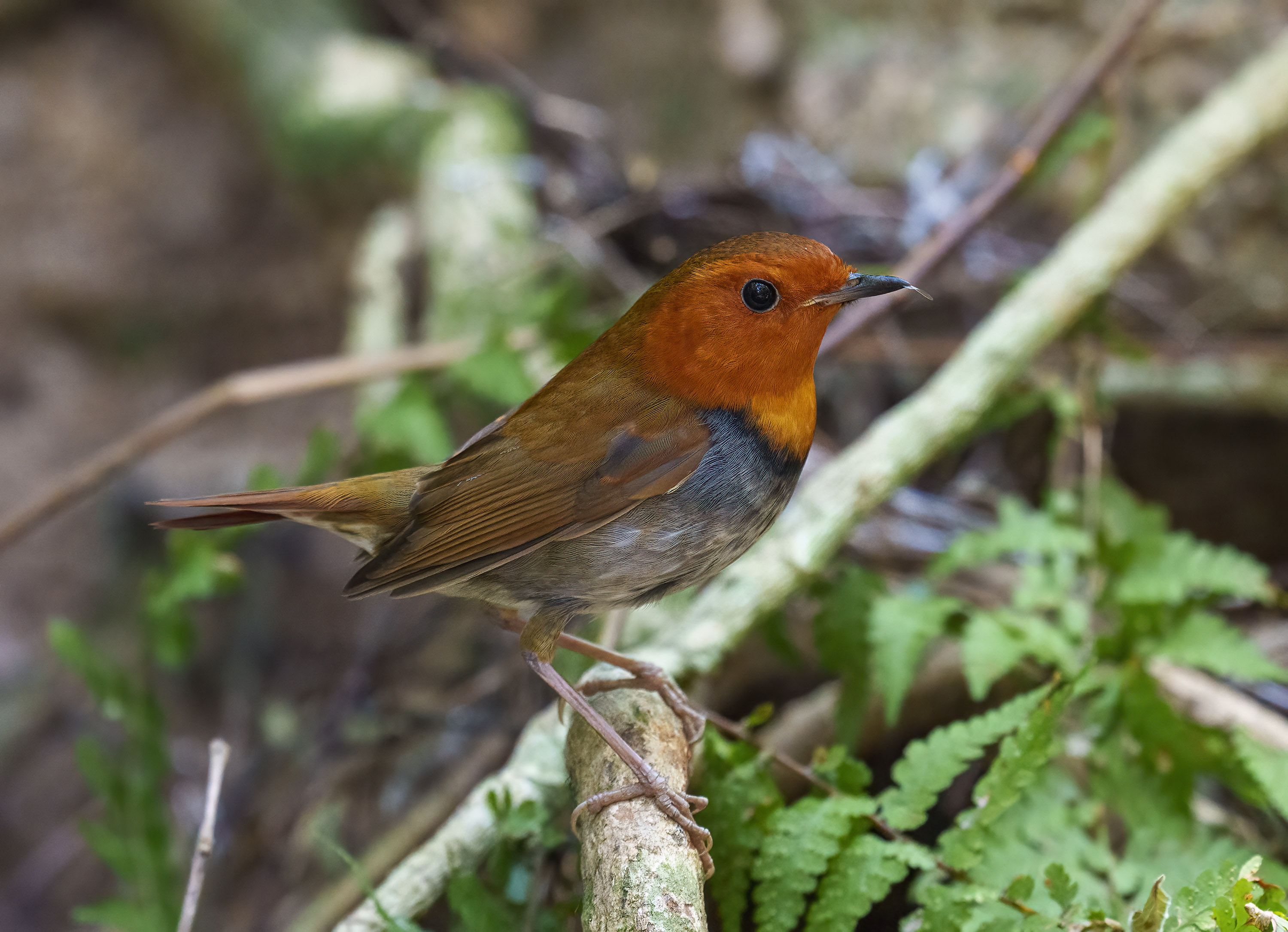 Japanese Robin DSC06131 D.jpg