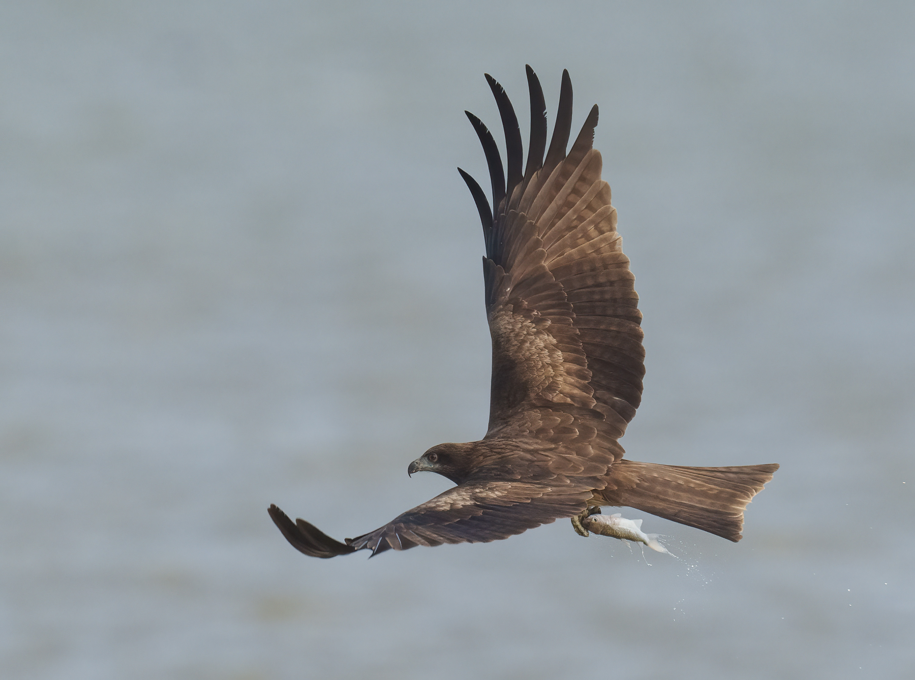 Black Kite DSC07400 D.jpg